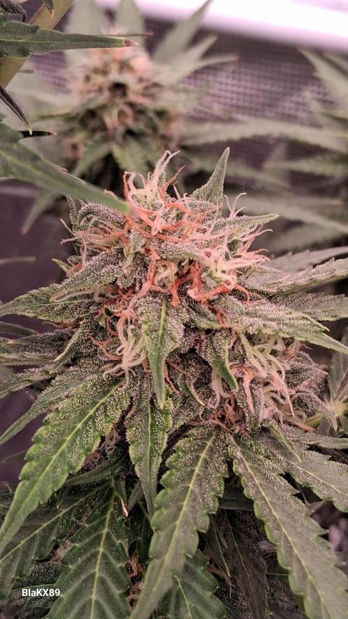 GMO Auto Barneys Farm. Week 8