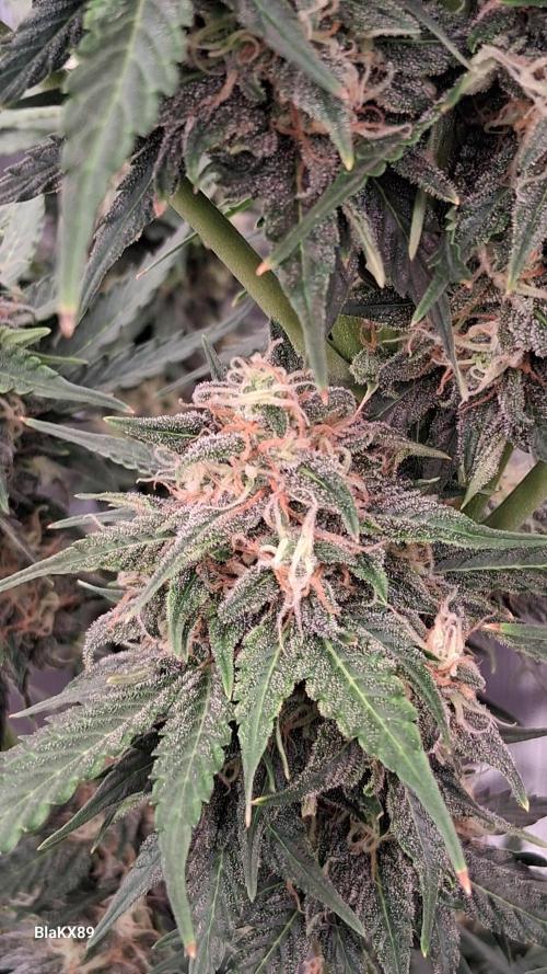 GMO Auto Barneys Farm. Week 8