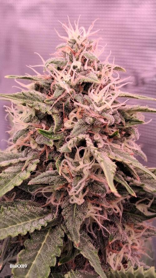 GMO Auto Barneys Farm. Week 8