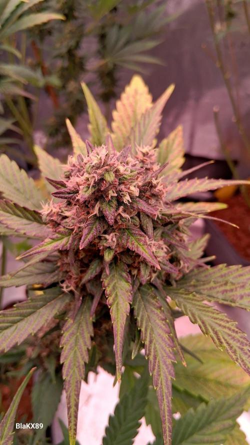 Banana Purple Punch Auto RF3 Fastbuds. Week 8