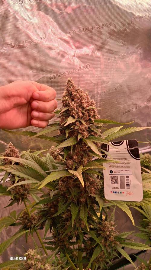 Banana Purple Punch Auto RF3 Fastbuds. Week 8