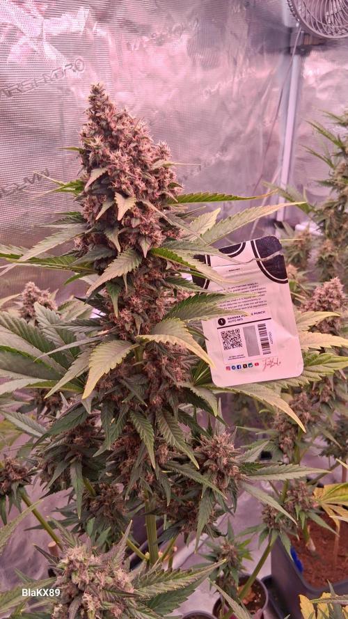 Banana Purple Punch Auto RF3 Fastbuds. Week 8