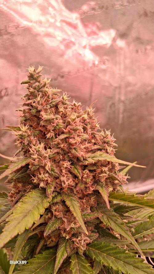 Banana Purple Punch Auto RF3 Fastbuds. Week 8