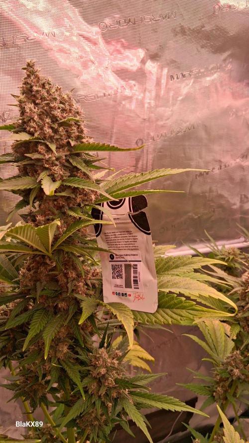 Banana Purple Punch Auto RF3 Fastbuds. Week 8