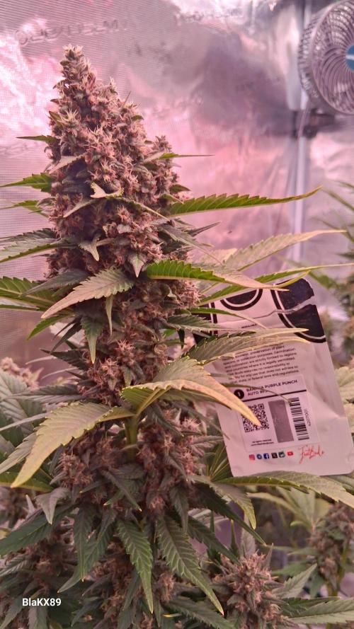 Banana Purple Punch Auto RF3 Fastbuds. Week 8