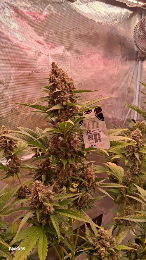 Banana Purple Punch Auto RF3 Fastbuds. Week 8