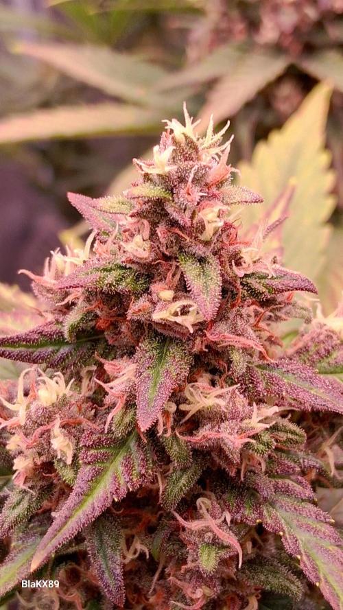 Banana Purple Punch Auto RF3 Fastbuds. Week 8
