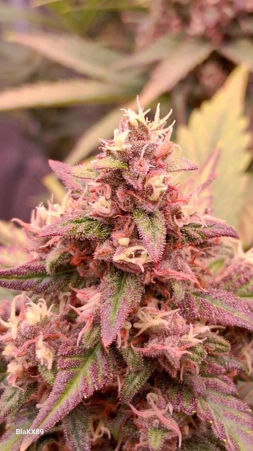 Banana Purple Punch Auto RF3 Fastbuds. Week 8