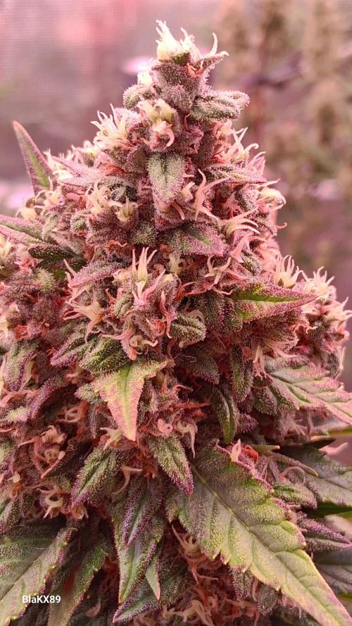 Banana Purple Punch Auto RF3 Fastbuds. Week 8