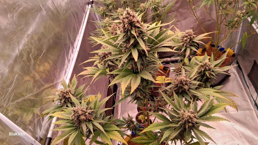 Banana Purple Punch Auto RF3 Fastbuds. Week 8