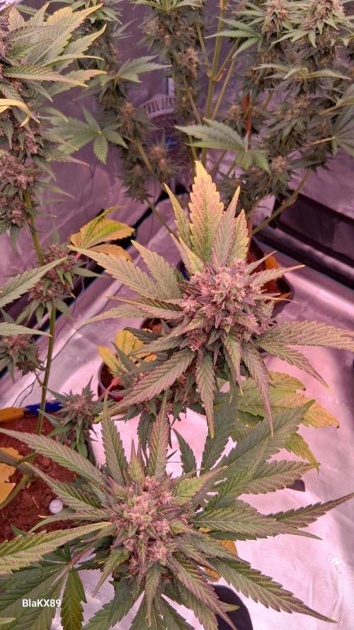Banana Purple Punch Auto RF3 Fastbuds. Week 8