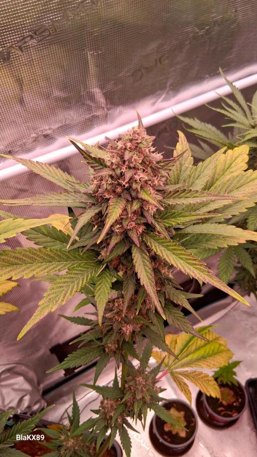 Banana Purple Punch Auto RF3 Fastbuds. Week 8