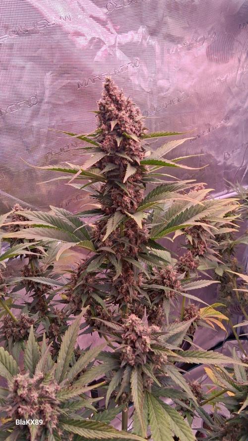 Banana Purple Punch Auto RF3 Fastbuds. Week 8