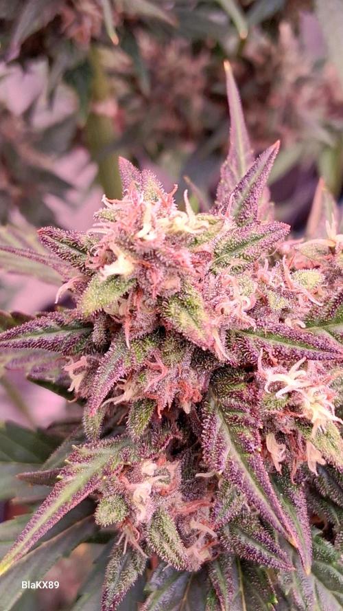 Banana Purple Punch Auto RF3 Fastbuds. Week 8