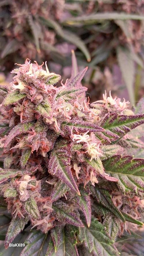 Banana Purple Punch Auto RF3 Fastbuds. Week 8