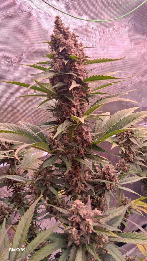 Banana Purple Punch Auto RF3 Fastbuds. Week 8