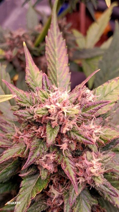 Banana Purple Punch Auto RF3 Fastbuds. Week 8