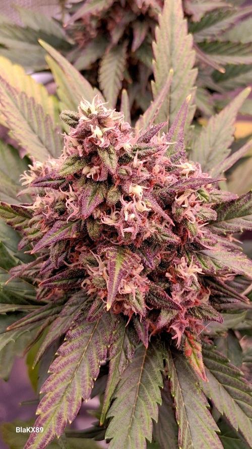 Banana Purple Punch Auto RF3 Fastbuds. Week 8