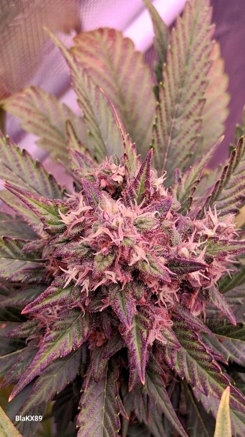 Banana Purple Punch Auto RF3 Fastbuds. Week 8