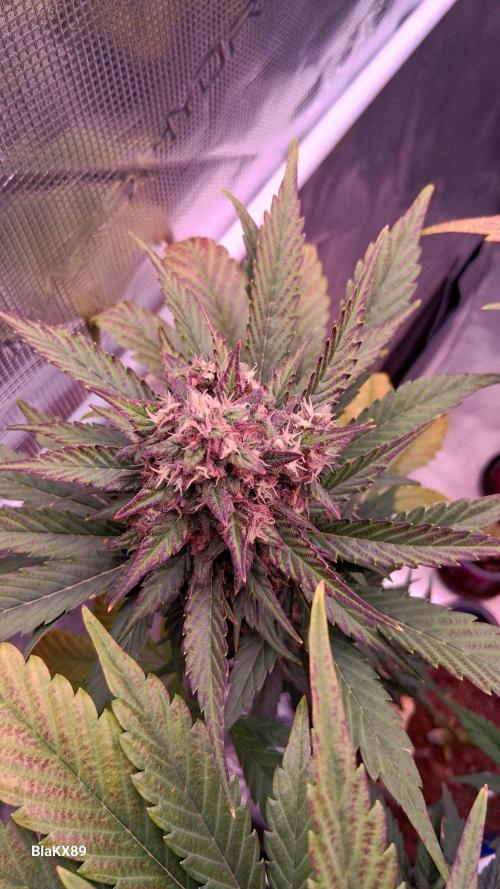 Banana Purple Punch Auto RF3 Fastbuds. Week 8