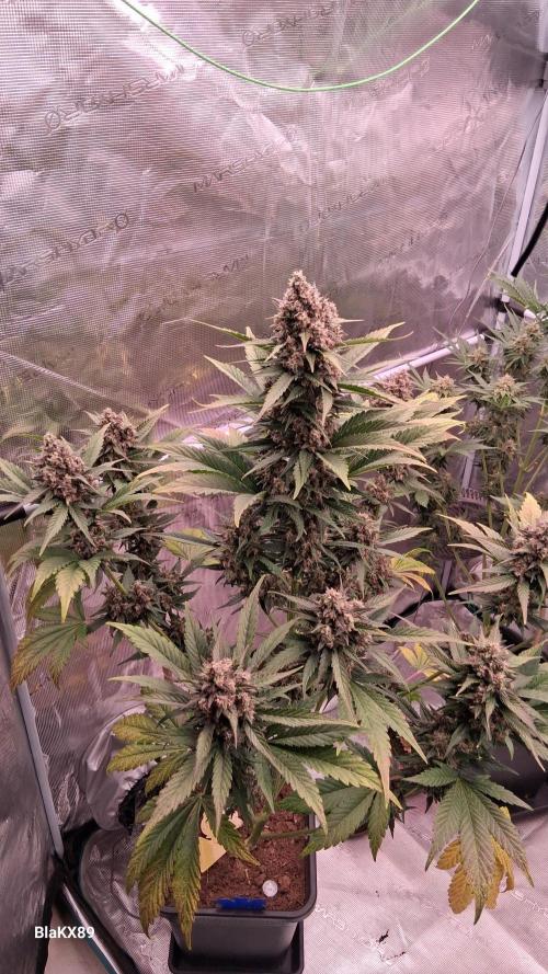 Banana Purple Punch Auto RF3 Fastbuds. Week 8