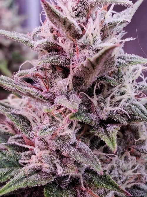 Auto | Dr. Zaius OG from V-Buds. Week 9