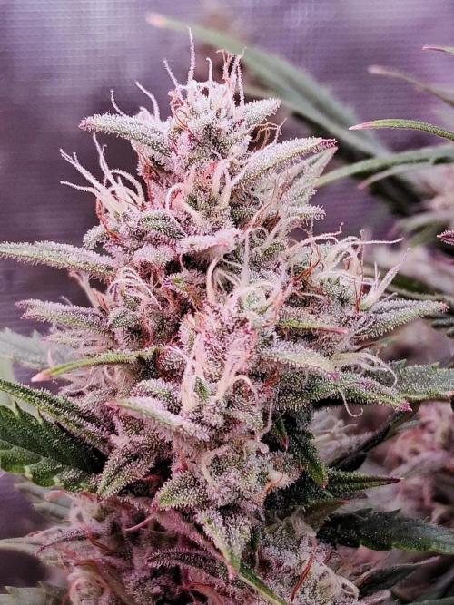 Auto | Dr. Zaius OG from V-Buds. Week 9