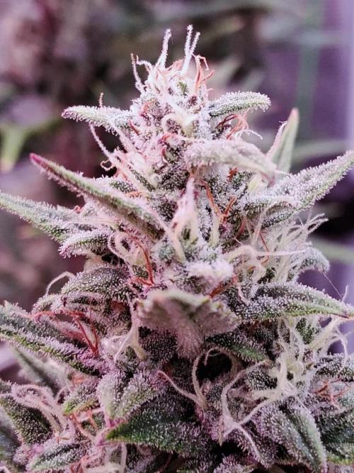 Auto | Dr. Zaius OG from V-Buds. Week 9