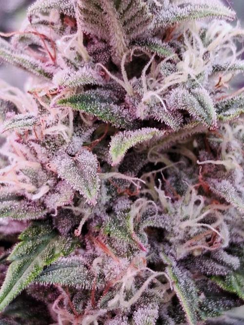 Auto | Dr. Zaius OG from V-Buds. Week 9