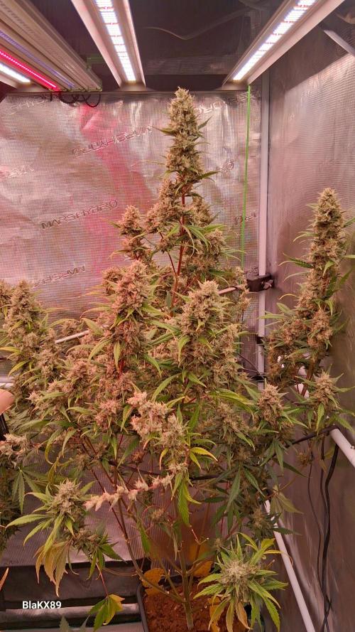 Auto | Dr. Zaius OG from V-Buds. Week 9