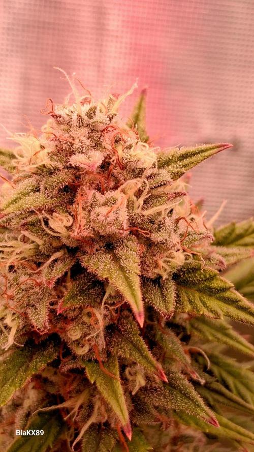 Auto | Dr. Zaius OG from V-Buds. Week 9