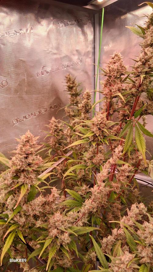 Auto | Dr. Zaius OG from V-Buds. Week 9