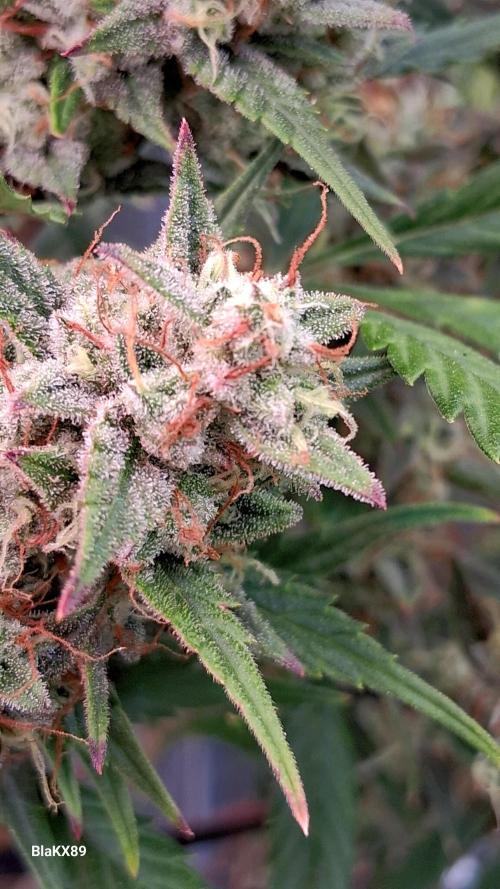 Auto | Dr. Zaius OG from V-Buds. Week 9