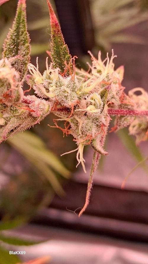 Auto | Dr. Zaius OG from V-Buds. Week 9