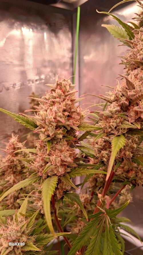 Auto | Dr. Zaius OG from V-Buds. Week 9