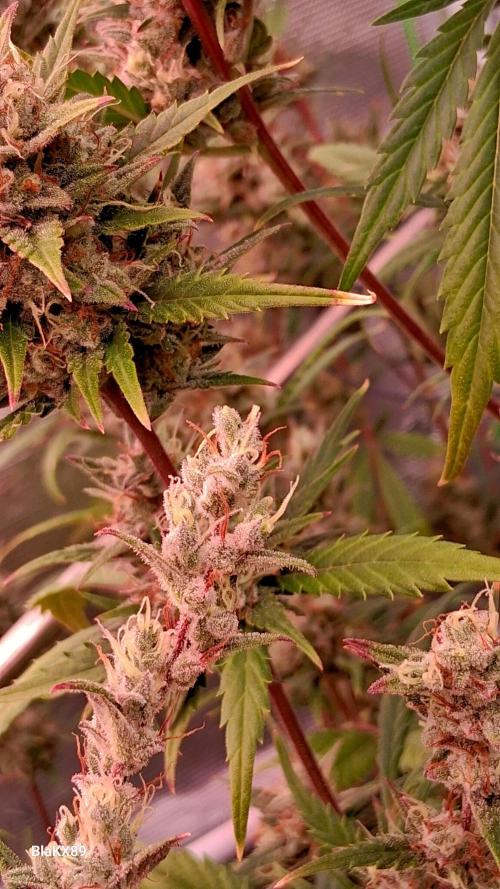 Auto | Dr. Zaius OG from V-Buds. Week 9