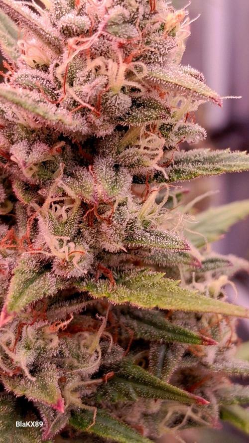 Auto | Dr. Zaius OG from V-Buds. Week 9