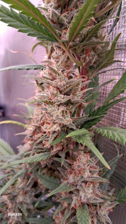 Auto | Dr. Zaius OG from V-Buds. Week 9