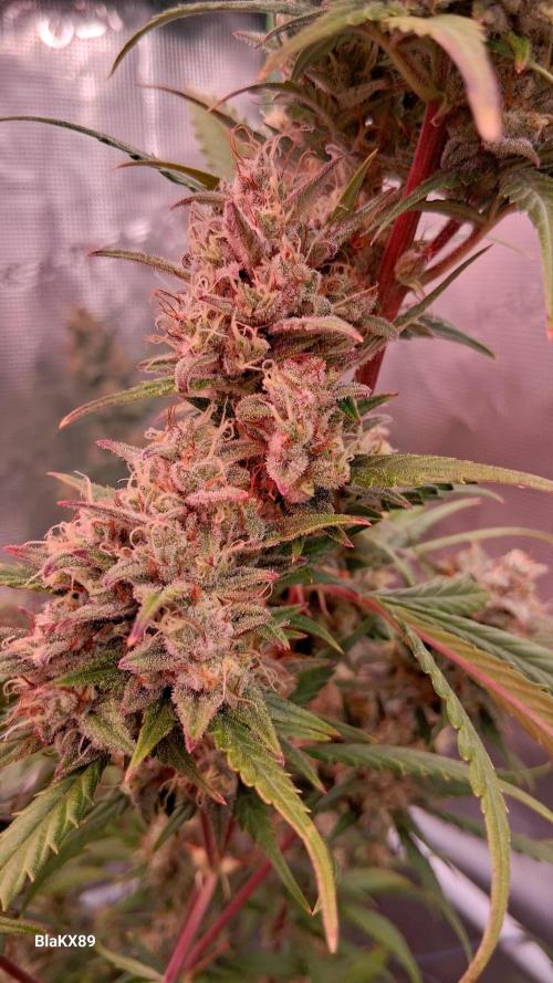 Auto | Dr. Zaius OG from V-Buds. Week 9