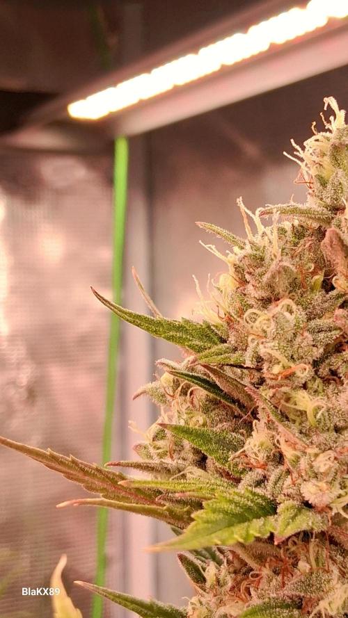 Auto | Dr. Zaius OG from V-Buds. Week 9