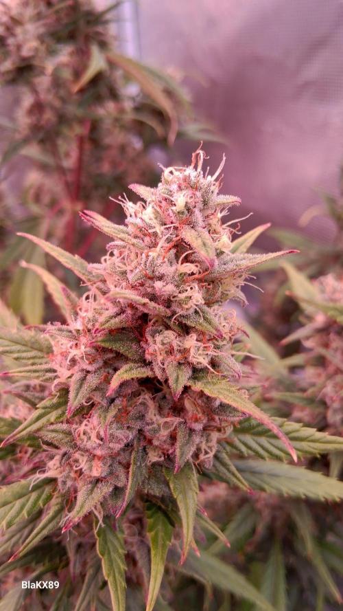 Auto | Dr. Zaius OG from V-Buds. Week 9