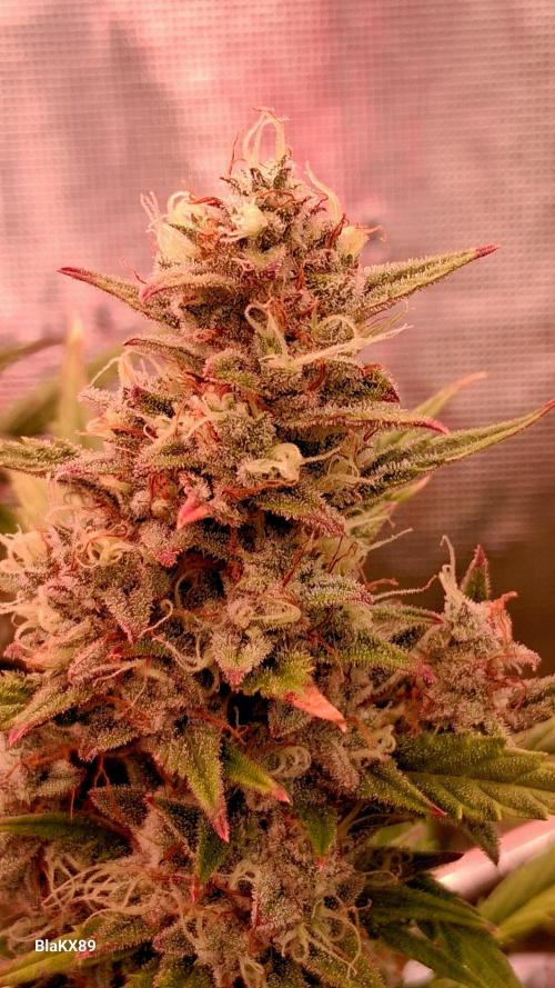 Auto | Dr. Zaius OG from V-Buds. Week 9