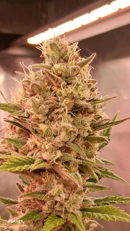 Auto | Dr. Zaius OG from V-Buds. Week 9