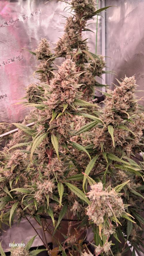 Auto | Dr. Zaius OG from V-Buds. Week 9