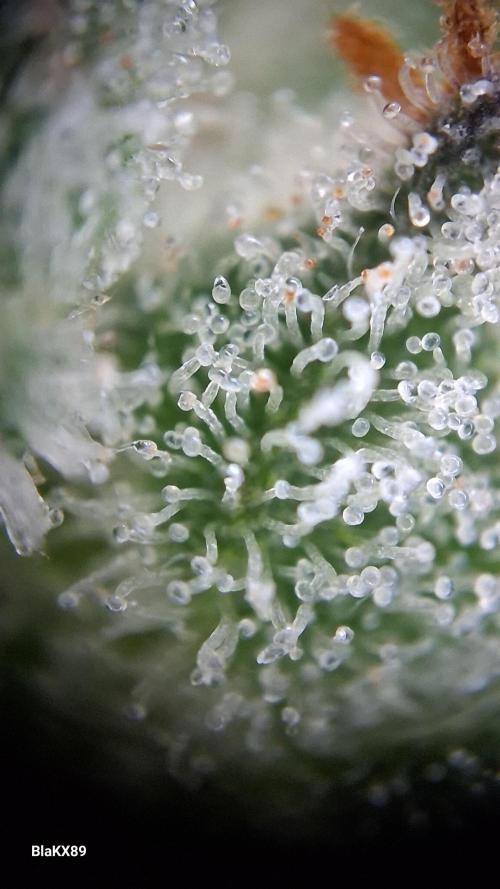Auto | Dr. Zaius OG from V-Buds. Week 9
