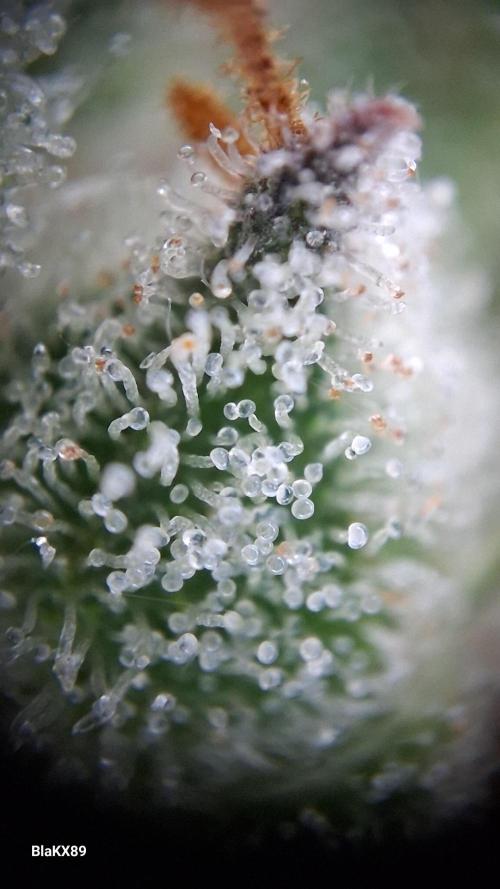 Auto | Dr. Zaius OG from V-Buds. Week 9