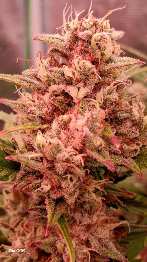 Auto | Dr. Zaius OG from V-Buds. Week 9