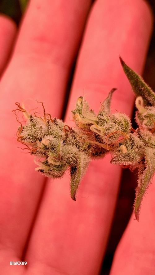 Auto | Dr. Zaius OG from V-Buds. Week 9