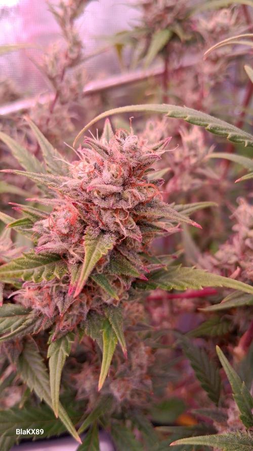 Auto | Dr. Zaius OG from V-Buds. Week 9
