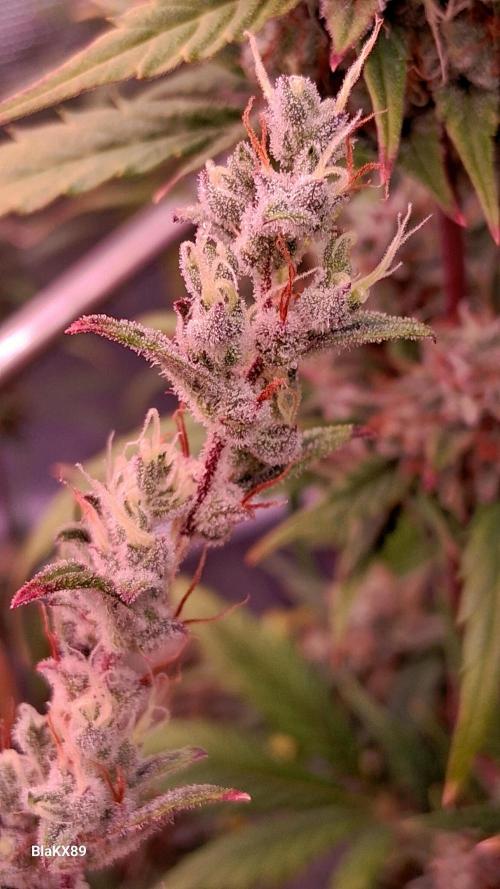 Auto | Dr. Zaius OG from V-Buds. Week 9